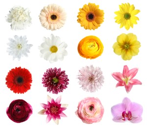 Image of Set of different beautiful flowers on white background