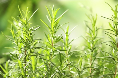 Photo of Twigs of fresh rosemary on blurred background, closeup