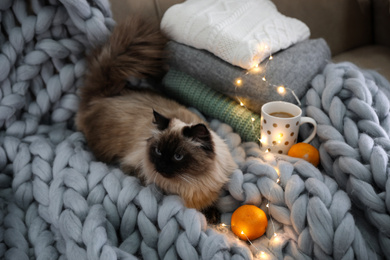 Photo of Cute Balinese cat on sofa at home. Fluffy pet