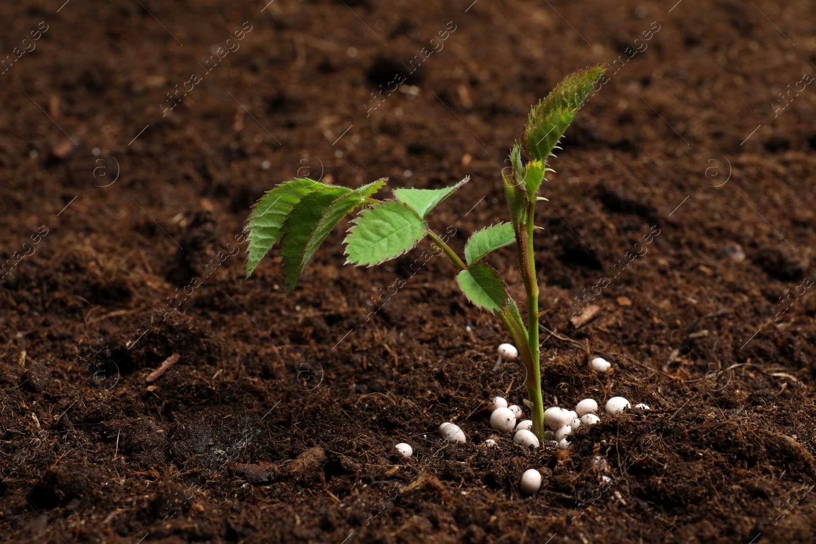 Photo of Fresh growing plant and fertilizer on soil, space for text. Gardening time