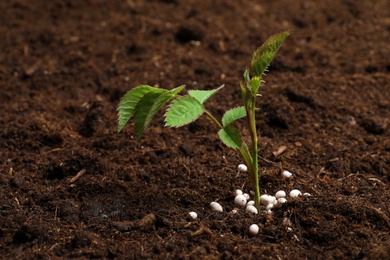 Photo of Fresh growing plant and fertilizer on soil, space for text. Gardening time