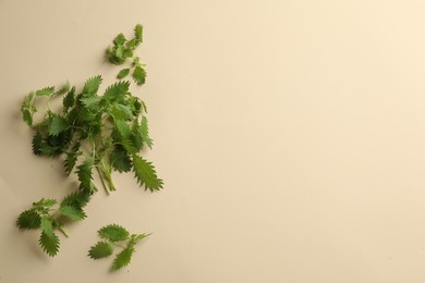 Fresh stinging nettle leaves on beige background, flat lay. Space for text
