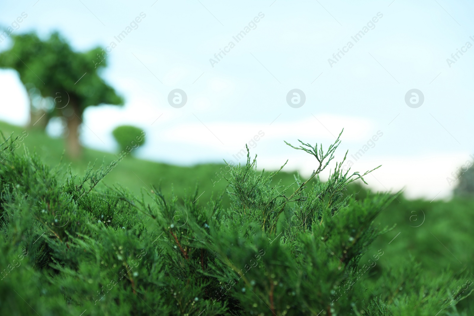 Photo of Branches of green bushes and cloudy sky