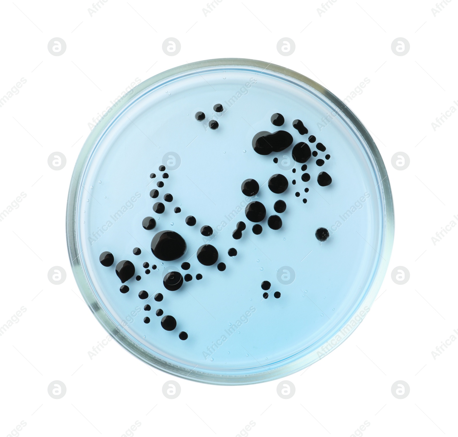 Photo of Petri dish with bacteria on white background, top view