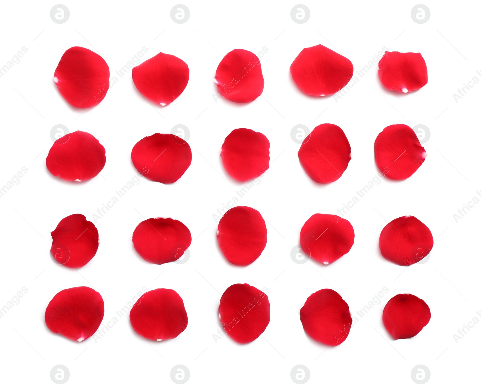 Photo of Fresh red rose petals on white background, top view