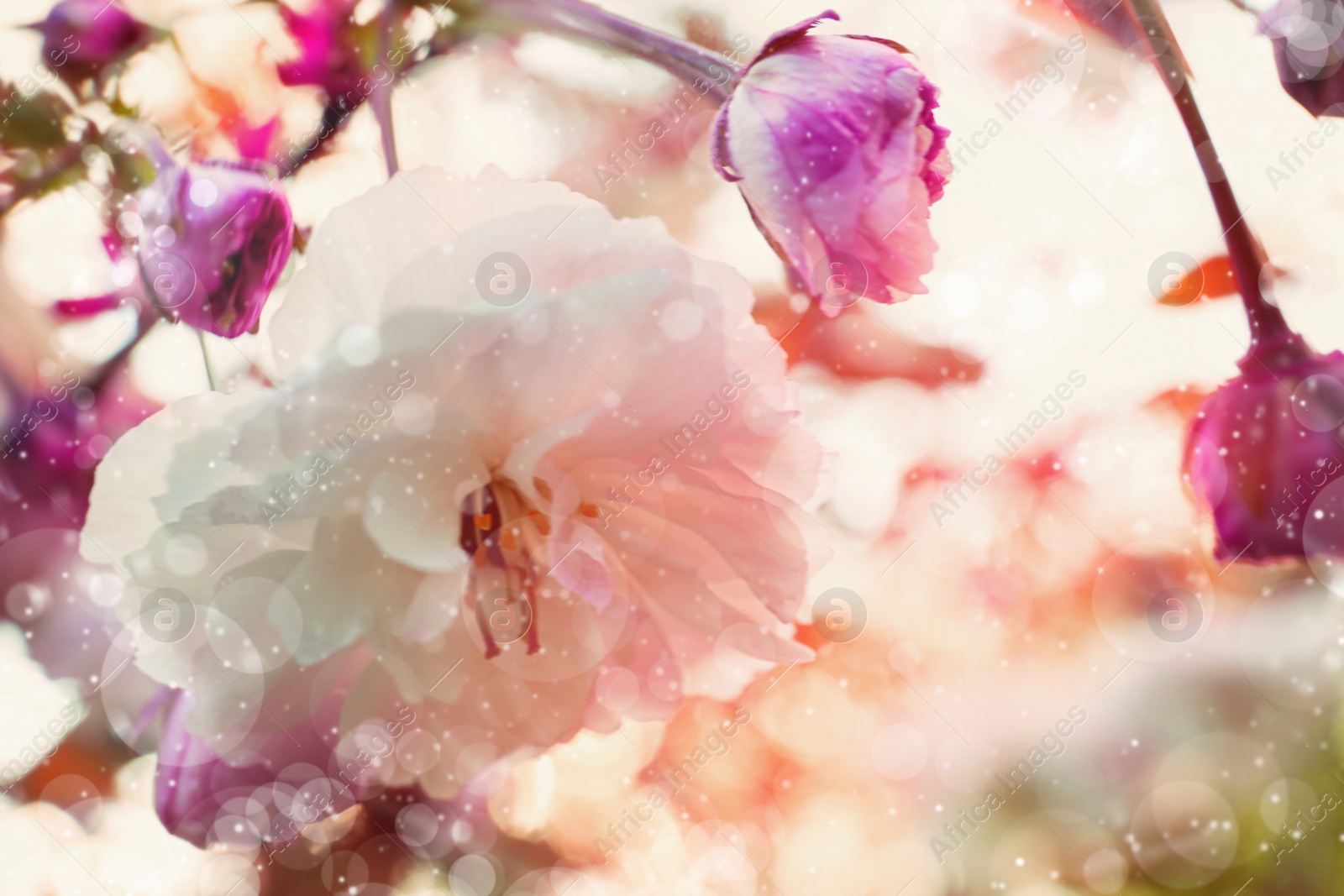 Image of Blossoming sakura tree outdoors on spring day, closeup