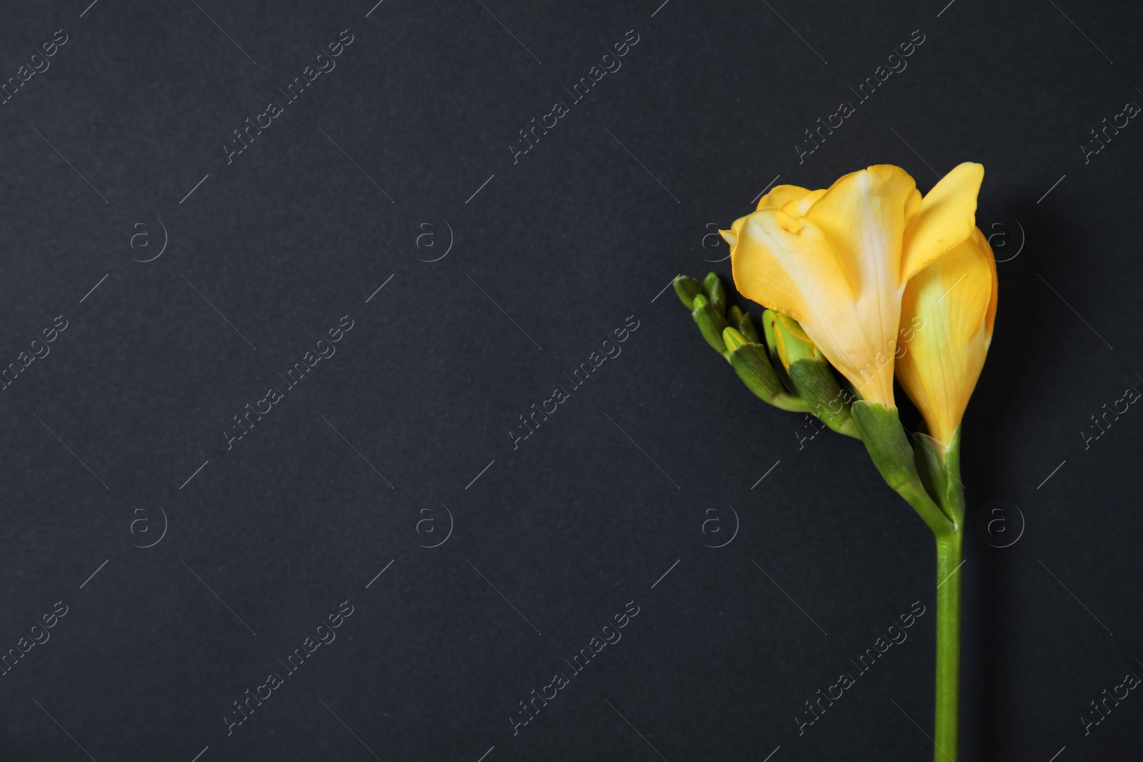 Photo of Beautiful fresh freesia flowers on black background, top view. Space for text