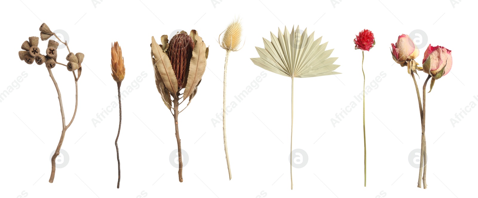 Image of Set with beautiful dry flowers on white background, banner design