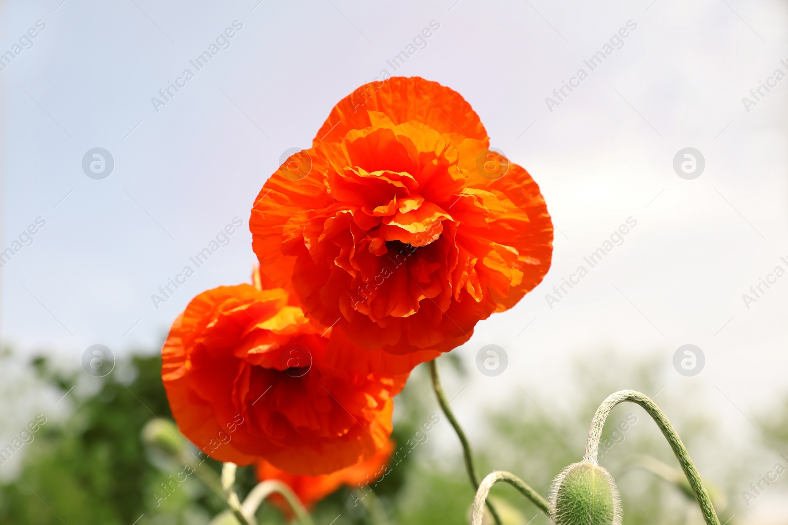 Photo of Blooming red poppy flowers outdoors on spring day, closeup