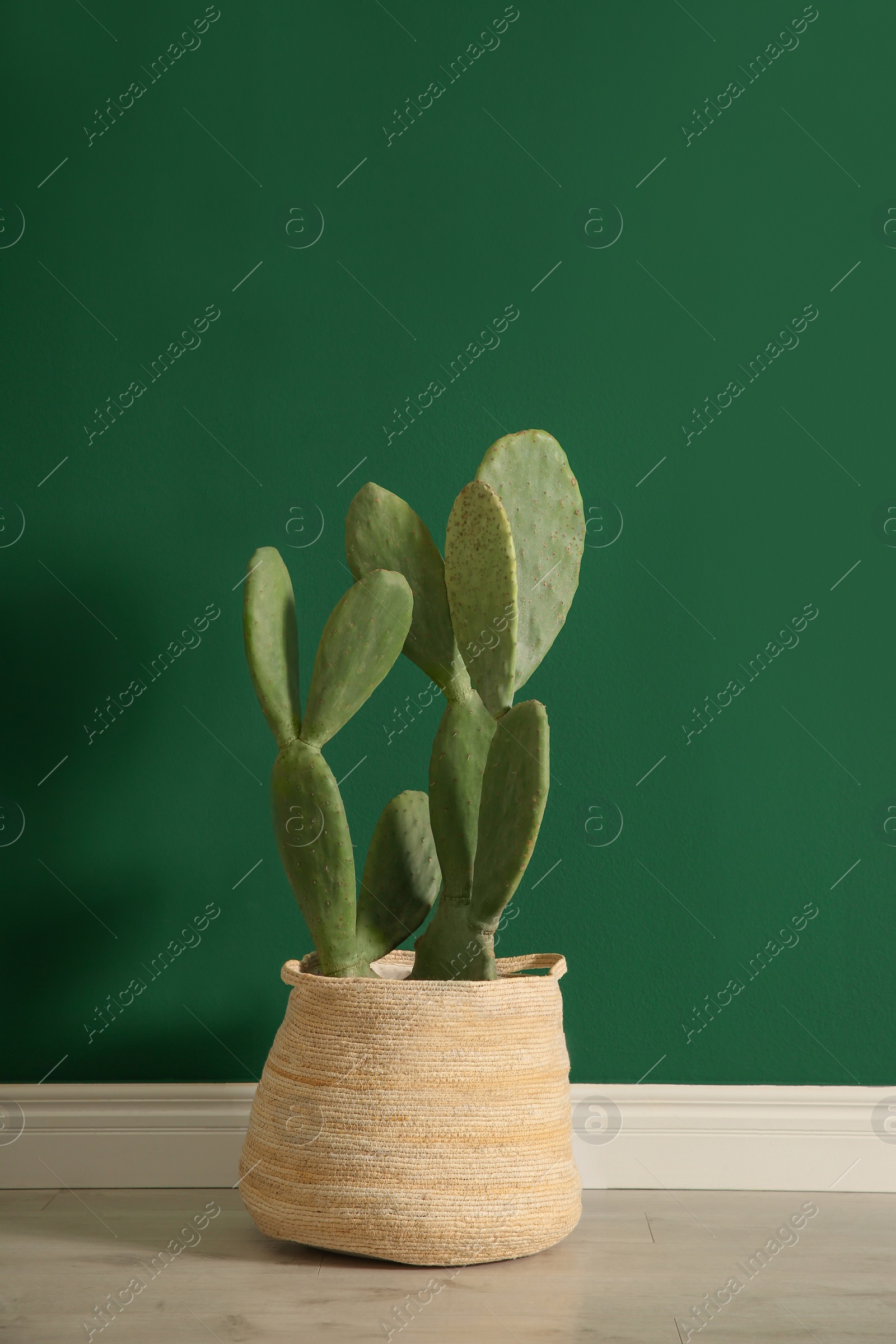 Photo of Potted cactus near green wall in room