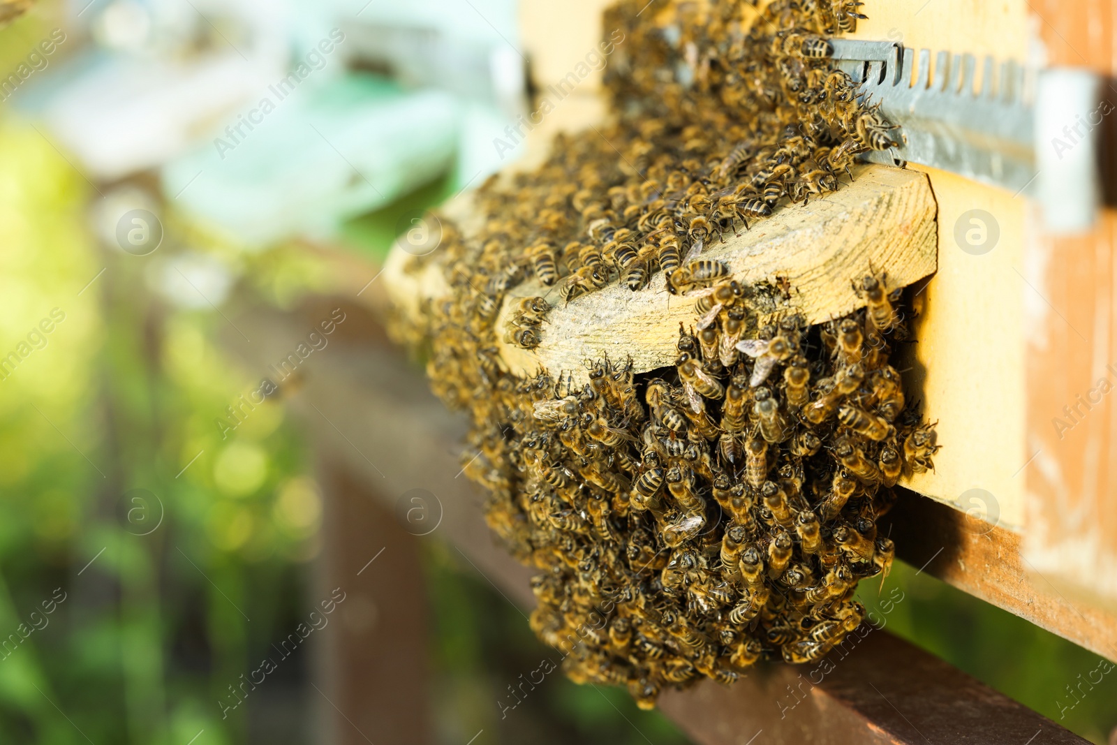 Photo of Closeup view of wooden hive with honey bees on sunny day