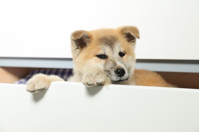 Photo of Adorable Akita Inu puppy playing in commode at home