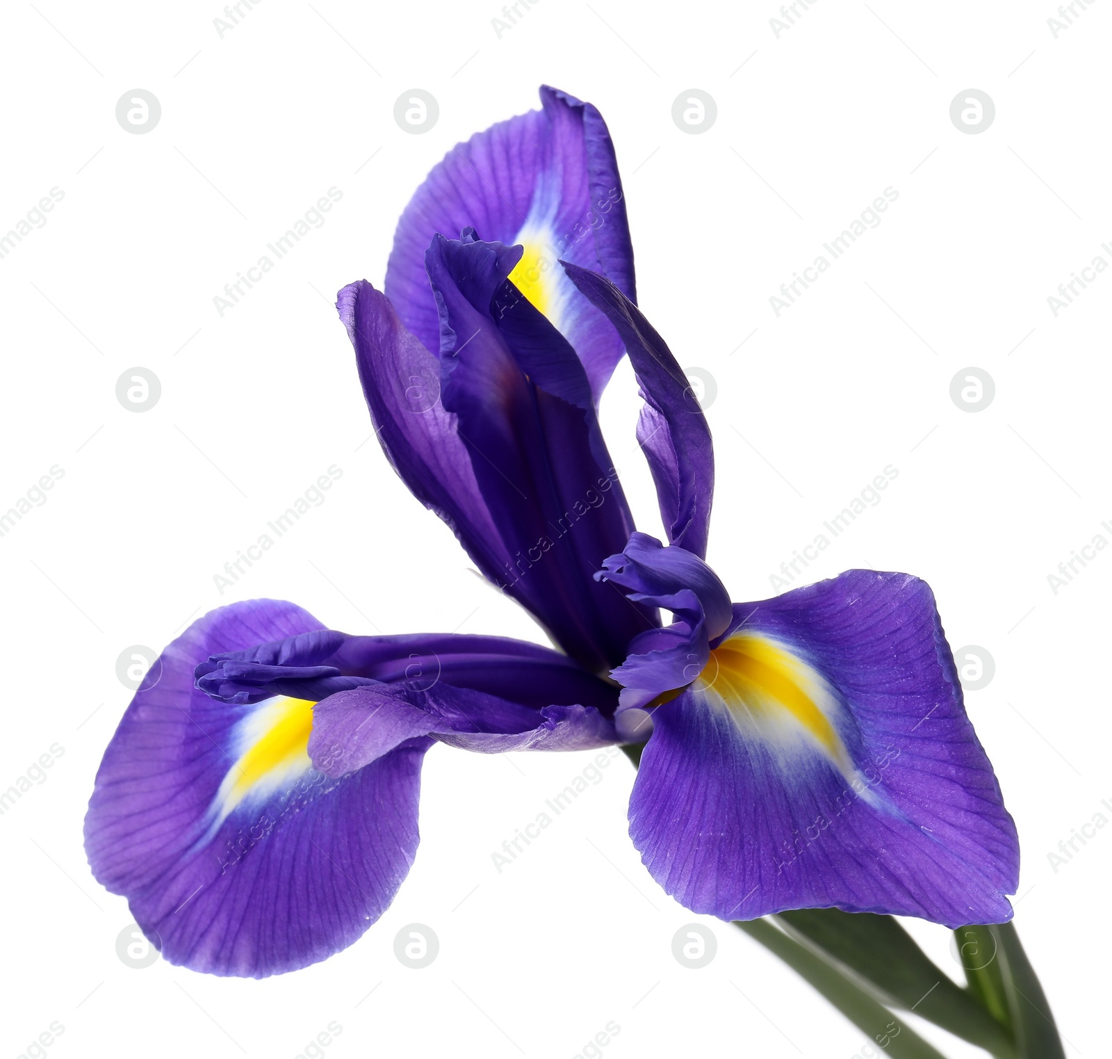 Photo of Beautiful violet iris flower isolated on white