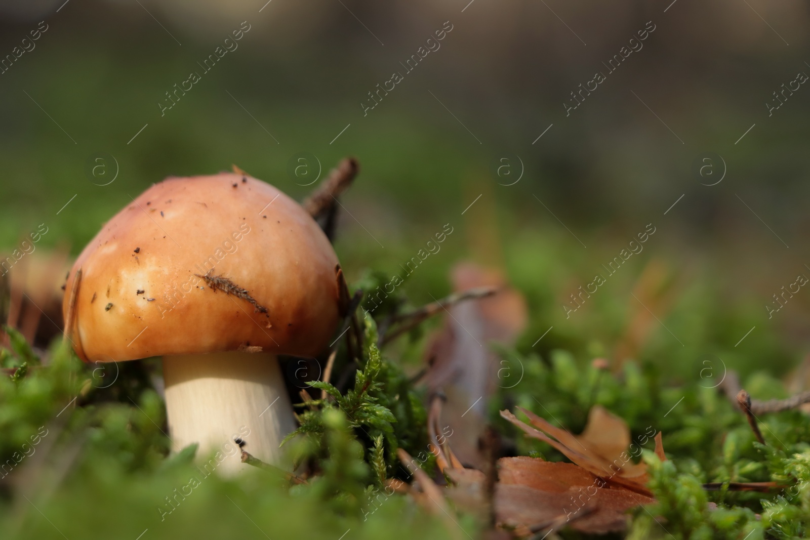 Photo of Russula mushroom growing in forest, closeup. Space for text