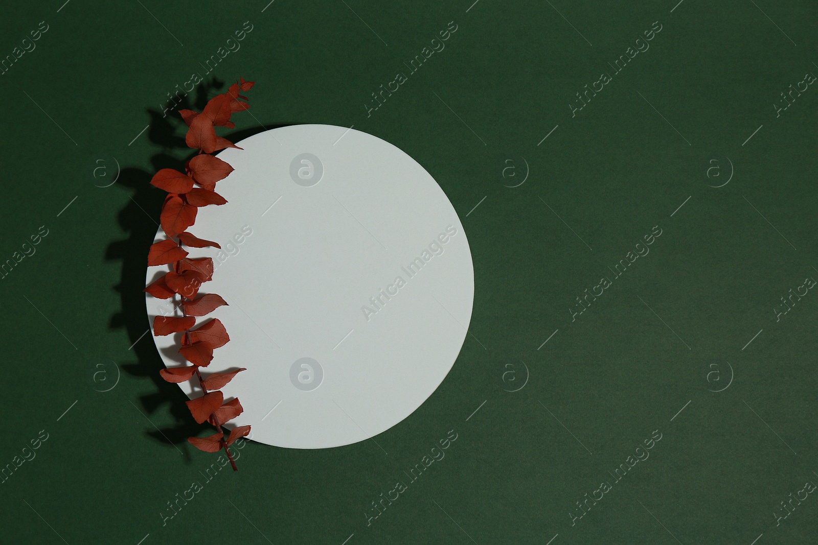 Photo of Product photography prop. Round shaped podium and plant on green background, top view with space for text