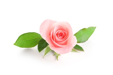 Photo of Beautiful rose on white background