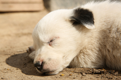 Photo of White stray puppy sleeping outdoors, closeup. Baby animal