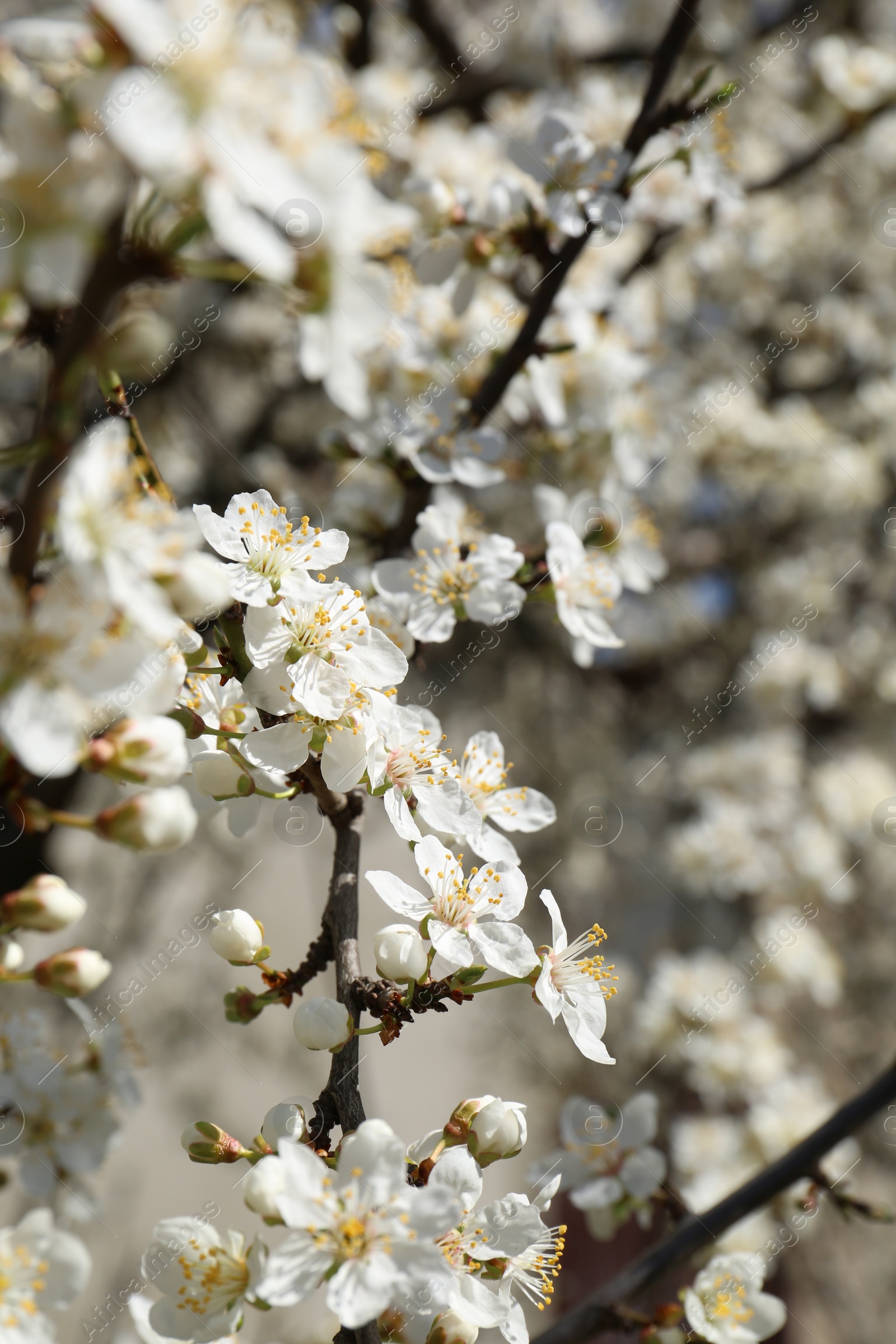 Photo of Beautiful cherry tree with white blossoms outdoors, closeup