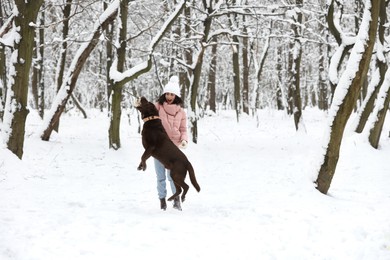 Woman playing with adorable Labrador Retriever dog in snowy park