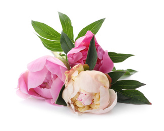 Photo of Bouquet of beautiful peonies on white background