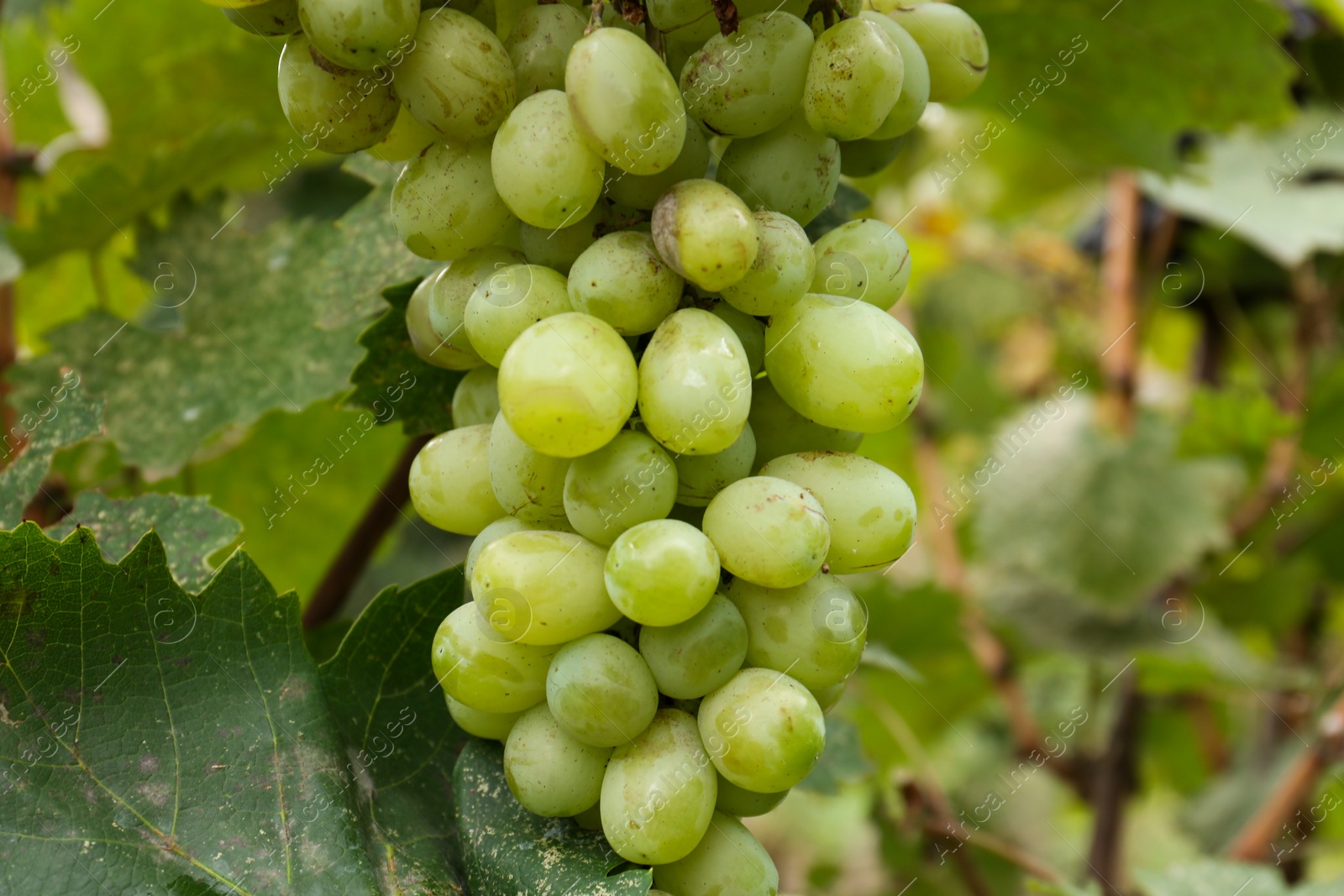 Photo of Delicious green grapes growing in vineyard, closeup