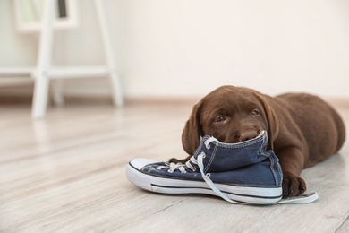 Photo of Chocolate Labrador Retriever puppy playing with sneaker on floor indoors. Space for text