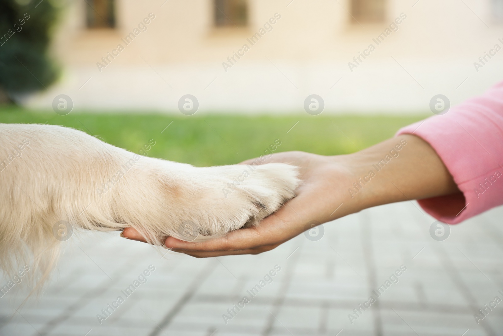Photo of Young African-American woman and her Golden Retriever dog outdoors, closeup