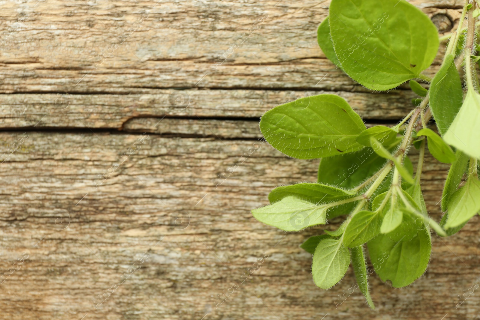 Photo of Sprig of fresh green oregano on wooden table, top view. Space for text