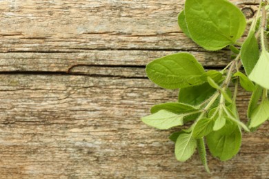 Sprig of fresh green oregano on wooden table, top view. Space for text