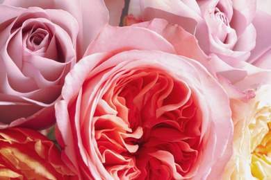 Photo of Beautiful fresh roses as background, closeup view. Floral decor