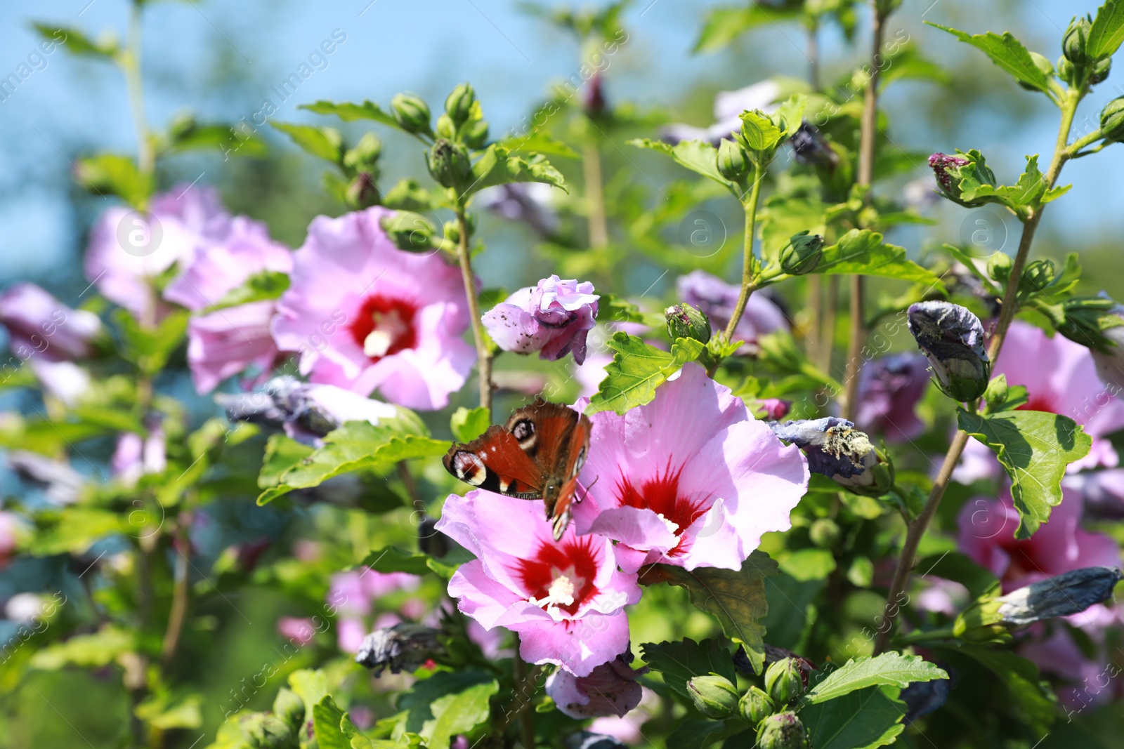 Photo of Beautiful hibiscus flowers with butterfly outdoors on sunny day, closeup