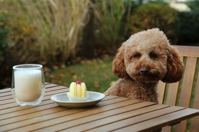 Photo of Cute fluffy dog sitting at table with coffee and macaron in outdoor cafe