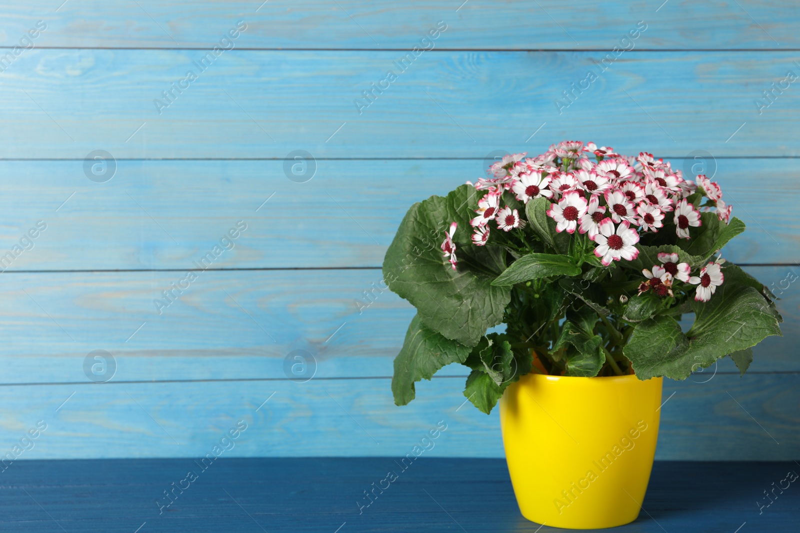 Photo of Beautiful cineraria plant in flower pot on blue wooden table. Space for text