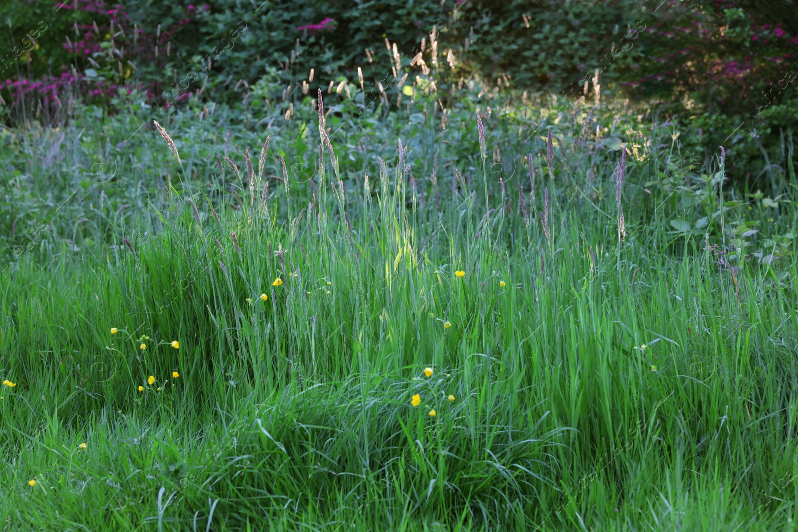 Photo of Beautiful view of green grass in park