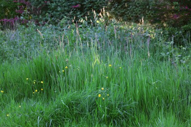 Beautiful view of green grass in park