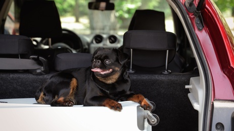 Photo of Cute Petit Brabancon dog lying on suitcase in car trunk