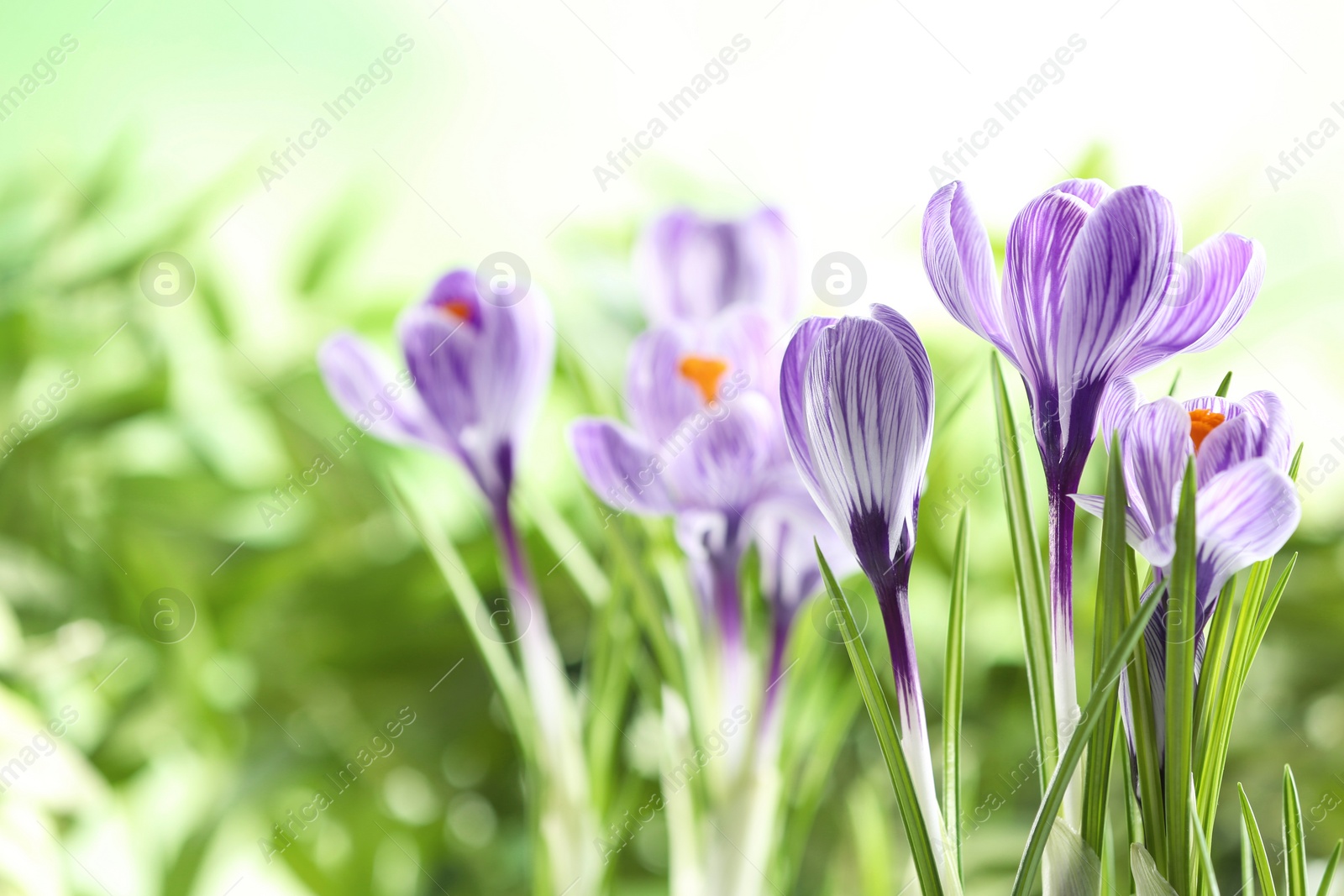 Photo of Beautiful spring crocus flowers on blurred background, space for text