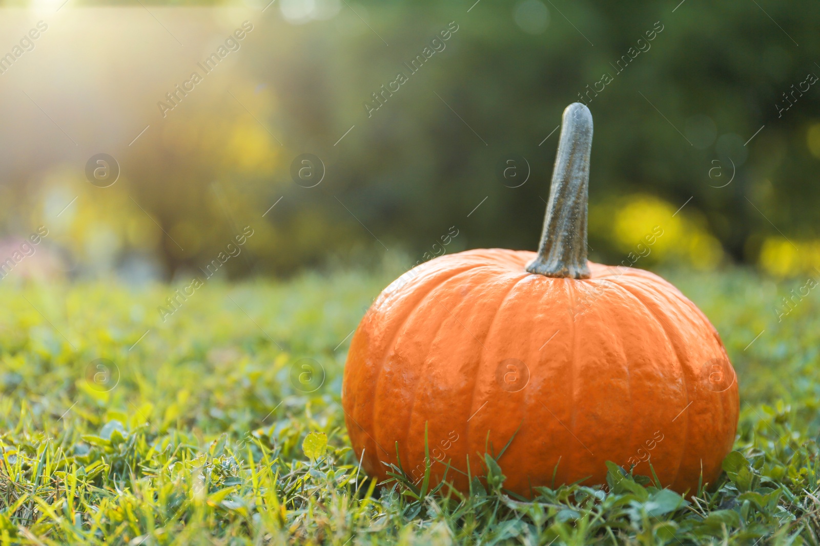 Photo of Fresh ripe orange pumpkin on green grass, space copy text