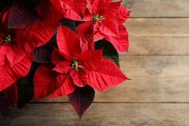 Photo of Poinsettia (traditional Christmas flower) on wooden table, top view. Space for text