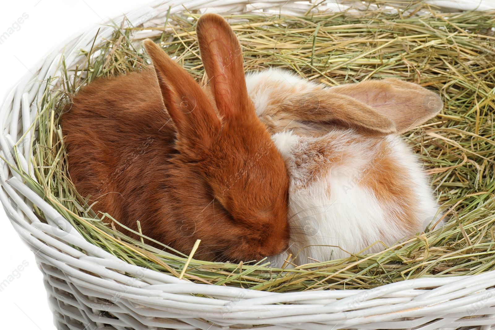 Photo of Cute bunnies in wicker basket with hay, closeup