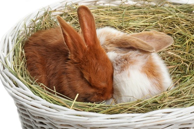 Cute bunnies in wicker basket with hay, closeup