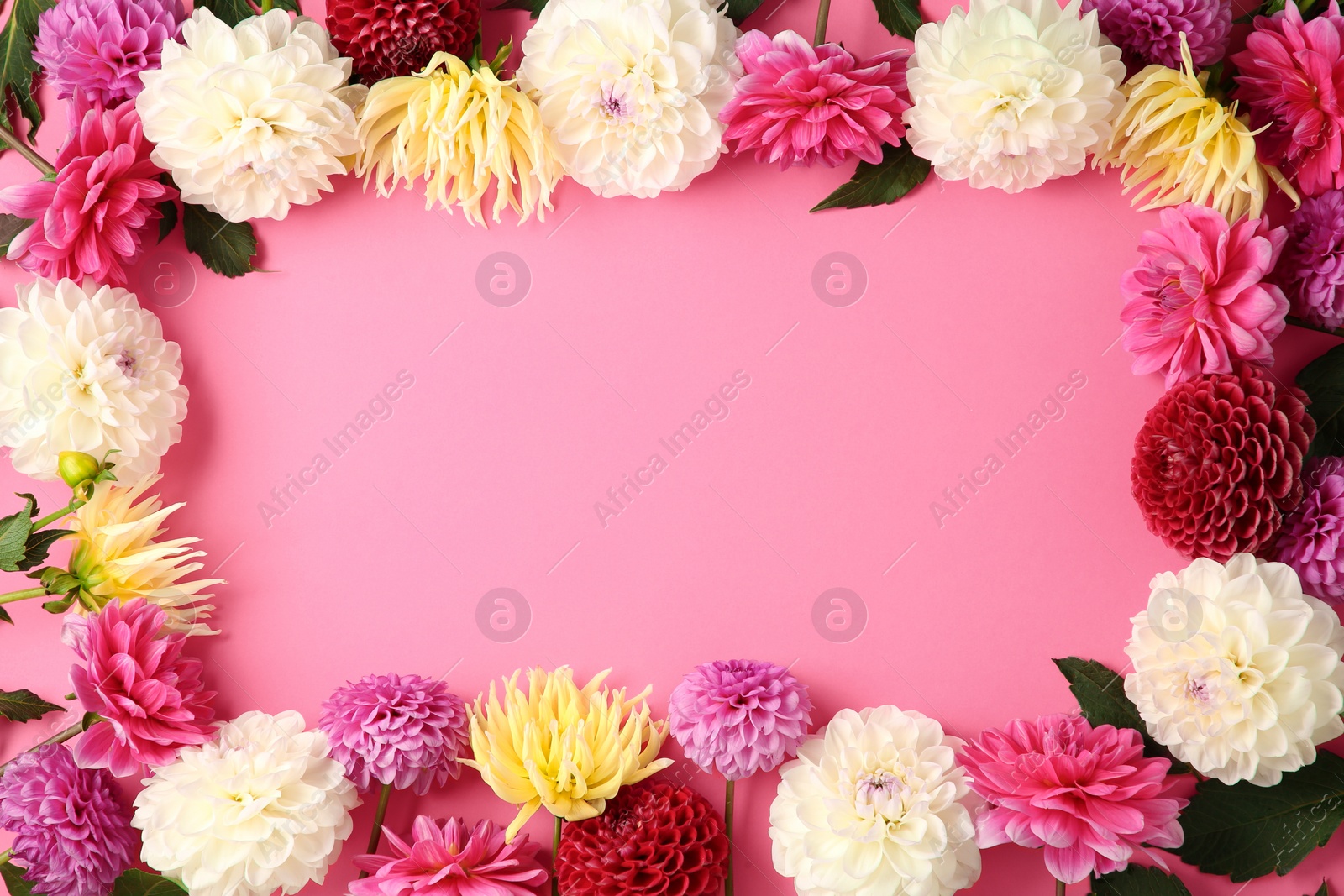 Frame made of beautiful dahlia flowers on pink background, flat lay. Space for text Photo of Frame made of beautiful dahlia flowers on pink background, flat lay. Space for text