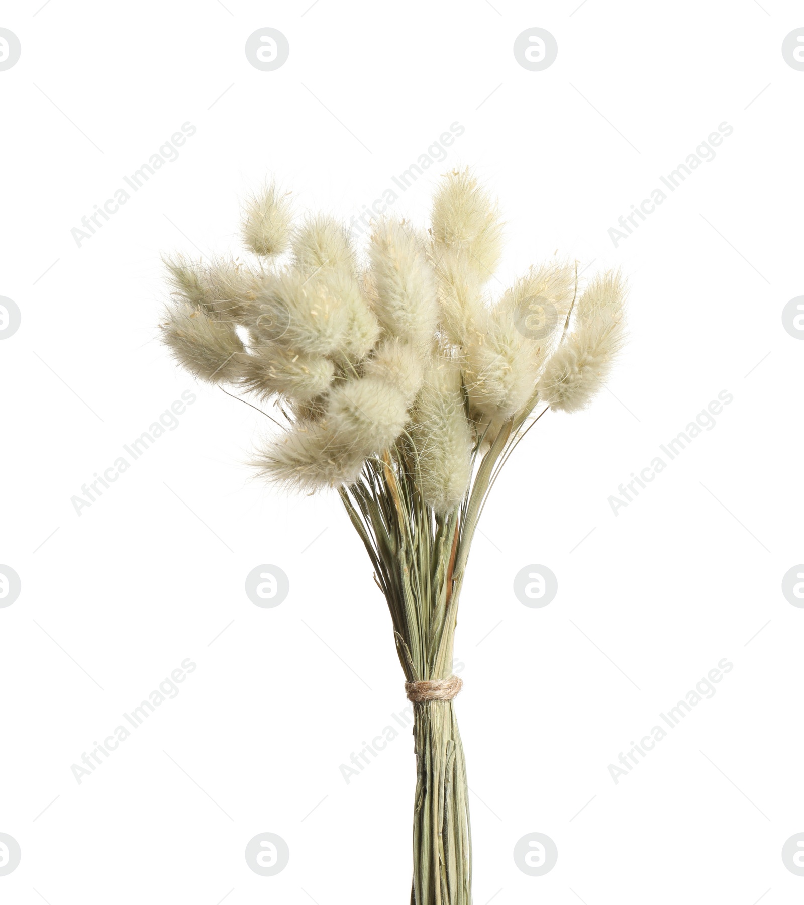 Photo of Bouquet of dried flowers on white background