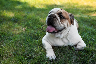 Funny English bulldog on green grass in park