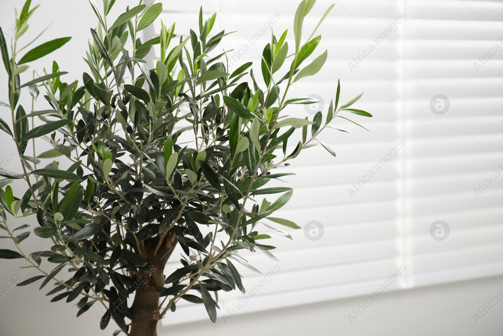 Photo of Closeup view of olive tree near window indoors, space for text. Interior element