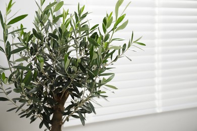 Closeup view of olive tree near window indoors, space for text. Interior element