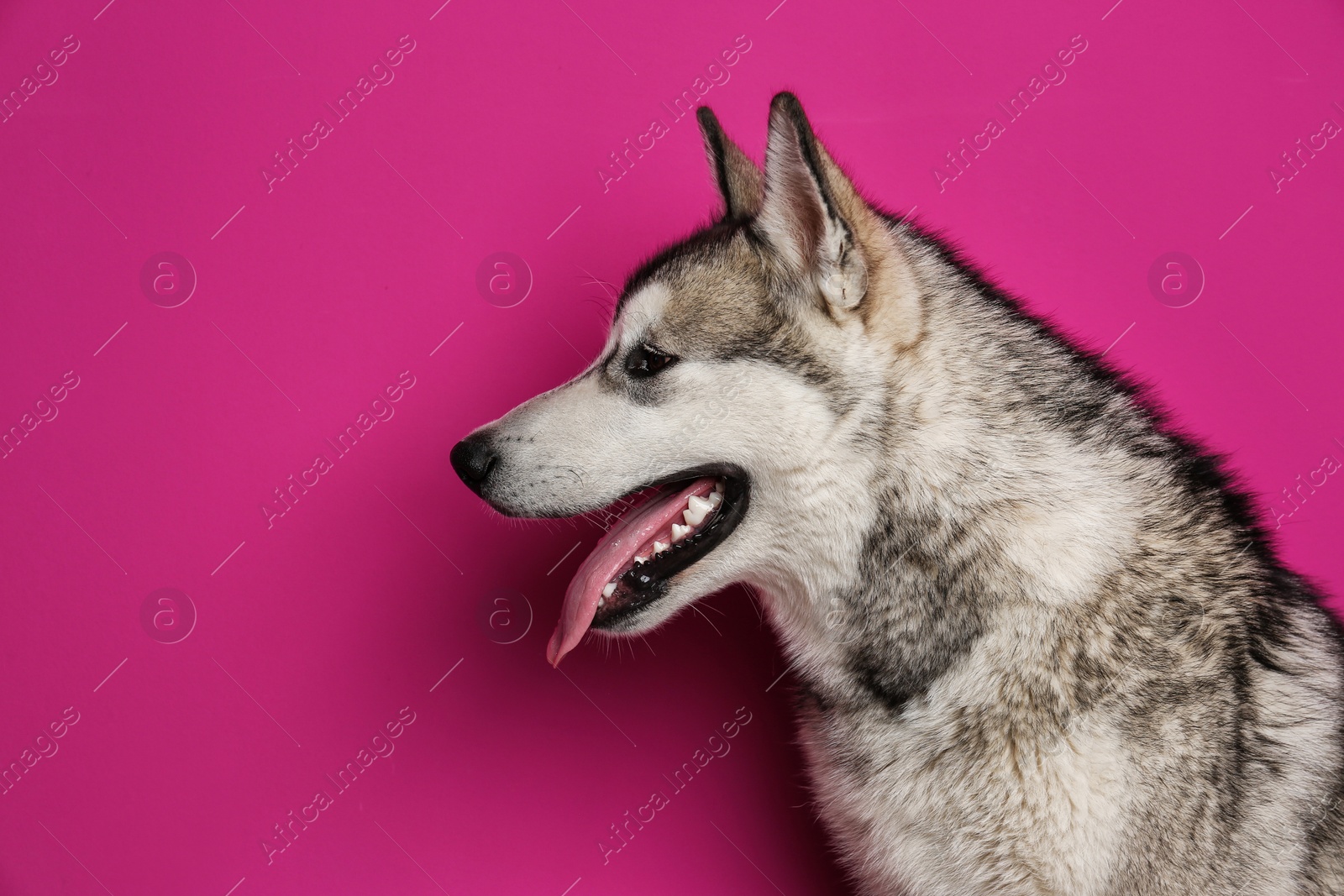 Photo of Cute Alaskan Malamute dog on color background