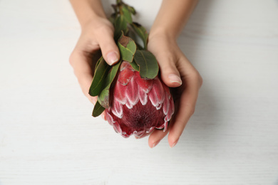 Photo of Florist holding beautiful protea flower at white wooden table, closeup