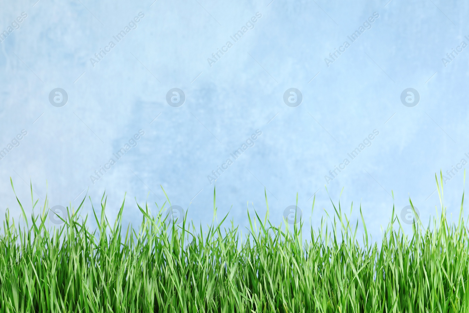 Photo of Fresh green grass near light blue fence. Space for text