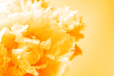 Closeup view of beautiful light orange peony flower